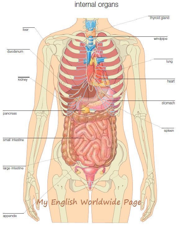 Teaching Human Body Systems to first graders | New Teaching Era
